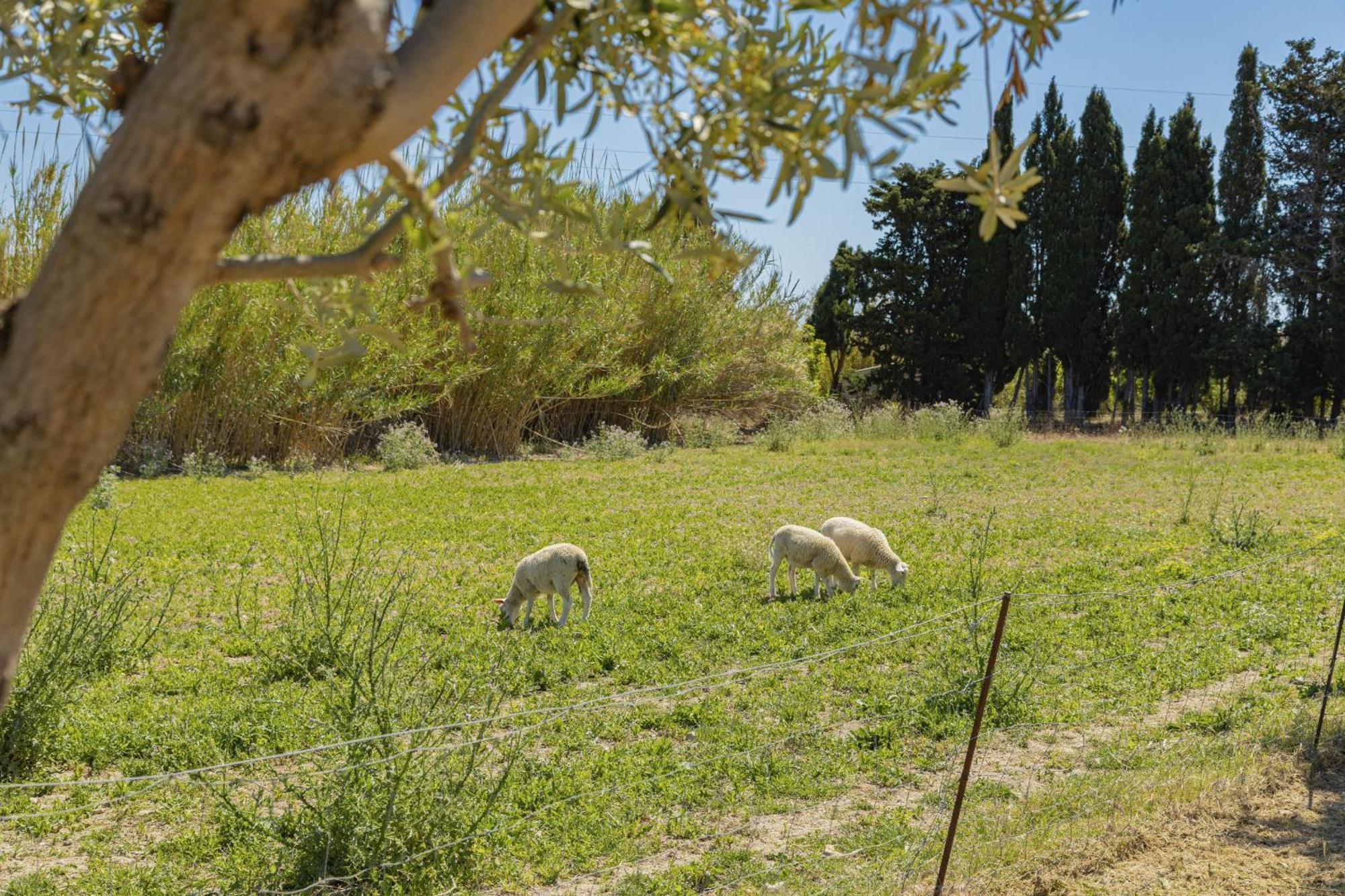Villa Can Gosp / Sa Caseta D'En Mateu Alcúdia Buitenkant foto